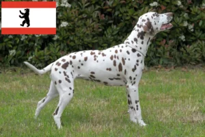 Lire la suite à propos de l’article Éleveurs de dalmatiens et chiots à Berlin