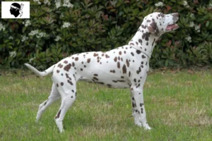 Lire la suite à propos de l’article Éleveurs de dalmatiens et chiots en Corse