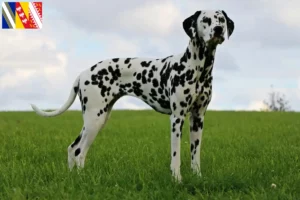 Lire la suite à propos de l’article Éleveurs de dalmatiens et chiots en Grand Est