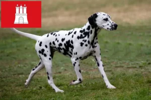Lire la suite à propos de l’article Éleveurs de dalmatiens et chiots à Hambourg