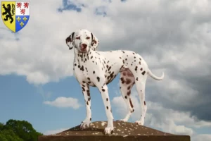 Lire la suite à propos de l’article Éleveurs de dalmatiens et chiots en Hauts-de-France