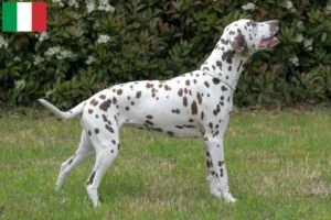 Lire la suite à propos de l’article Éleveurs de dalmatiens et chiots en Italie