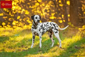 Lire la suite à propos de l’article Éleveurs de dalmatiens et chiots en Occitanie