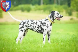 Lire la suite à propos de l’article Éleveurs de dalmatiens et chiots en Pays de la Loire