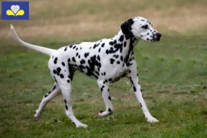 Lire la suite à propos de l’article Éleveurs de dalmatiens et chiots en Région de Bruxelles-Capitale