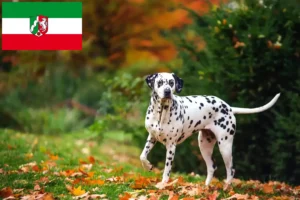Lire la suite à propos de l’article Éleveurs de dalmatiens et chiots en Rhénanie du Nord-Westphalie