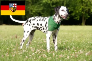 Lire la suite à propos de l’article Éleveurs de dalmatiens et chiots en Sarre