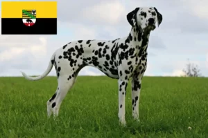 Lire la suite à propos de l’article Éleveurs de dalmatiens et chiots en Saxe-Anhalt