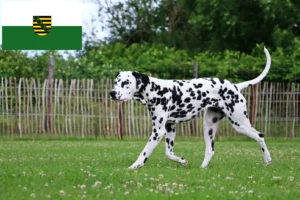 Lire la suite à propos de l’article Éleveurs de dalmatiens et chiots en Saxe