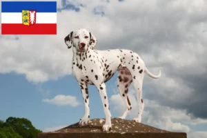 Lire la suite à propos de l’article Éleveurs de dalmatiens et chiots en Schleswig-Holstein