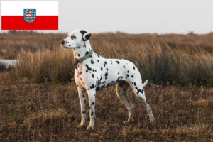 Lire la suite à propos de l’article Éleveurs de dalmatiens et chiots en Thuringe
