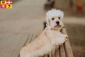 Lire la suite à propos de l’article Dandie Dinmont Terrier éleveurs et chiots en Auvergne-Rhône-Alpes