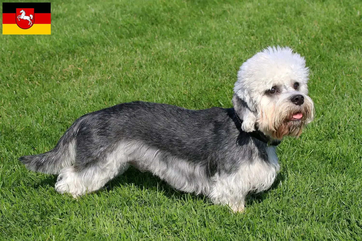 Dandie Dinmont Terrier chiots et éleveurs Basse-Saxe Ici, tu trouveras des éleveurs de Dandie Dinmont Terrier en Basse-Saxe.