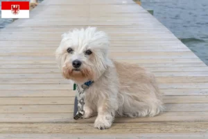 Lire la suite à propos de l’article Dandie Dinmont Terrier éleveurs et chiots dans le Brandebourg