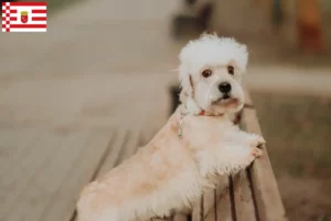 Lire la suite à propos de l’article Dandie Dinmont Terrier éleveurs et chiots à Brême