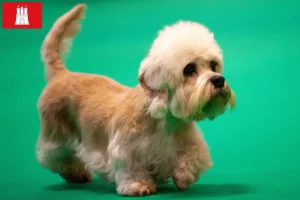 Lire la suite à propos de l’article Dandie Dinmont Terrier éleveurs et chiots à Hambourg