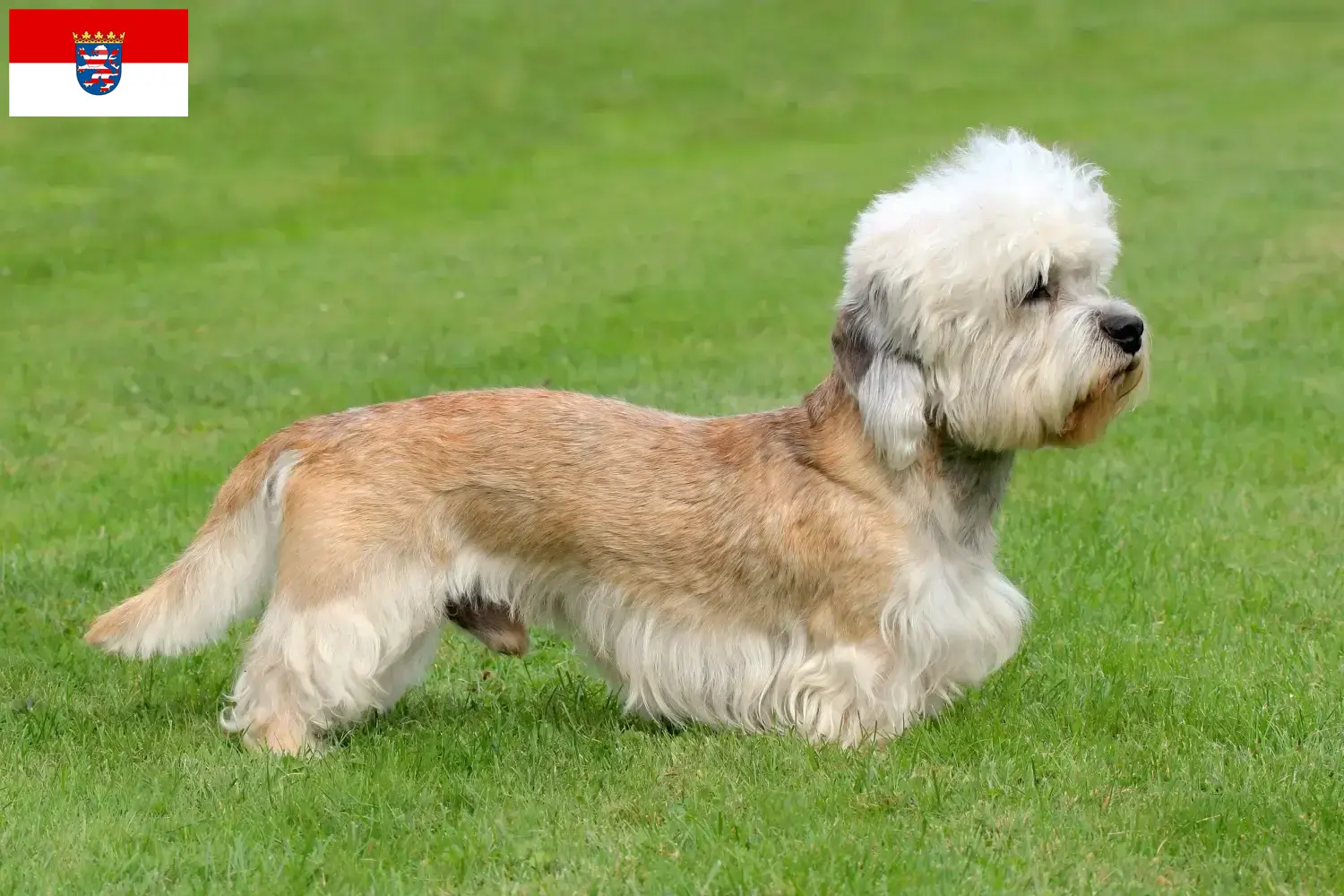 Dandie Dinmont Terrier chiots et éleveurs Hesse Ici, tu trouveras des éleveurs de Dandie Dinmont Terrier en Hesse.
