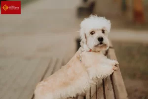 Lire la suite à propos de l’article Dandie Dinmont Terrier éleveurs et chiots en Occitanie