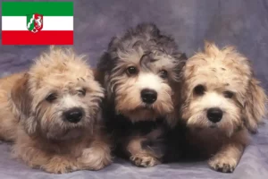 Lire la suite à propos de l’article Dandie Dinmont Terrier éleveurs et chiots en Rhénanie du Nord-Westphalie