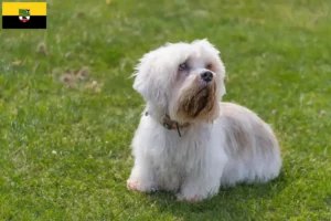 Lire la suite à propos de l’article Dandie Dinmont Terrier éleveurs et chiots en Saxe-Anhalt