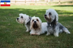 Lire la suite à propos de l’article Dandie Dinmont Terrier éleveurs et chiots dans le Schleswig-Holstein