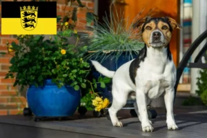 Lire la suite à propos de l’article Danish-Swedish Farmdog éleveurs et chiots en Baden-Württemberg