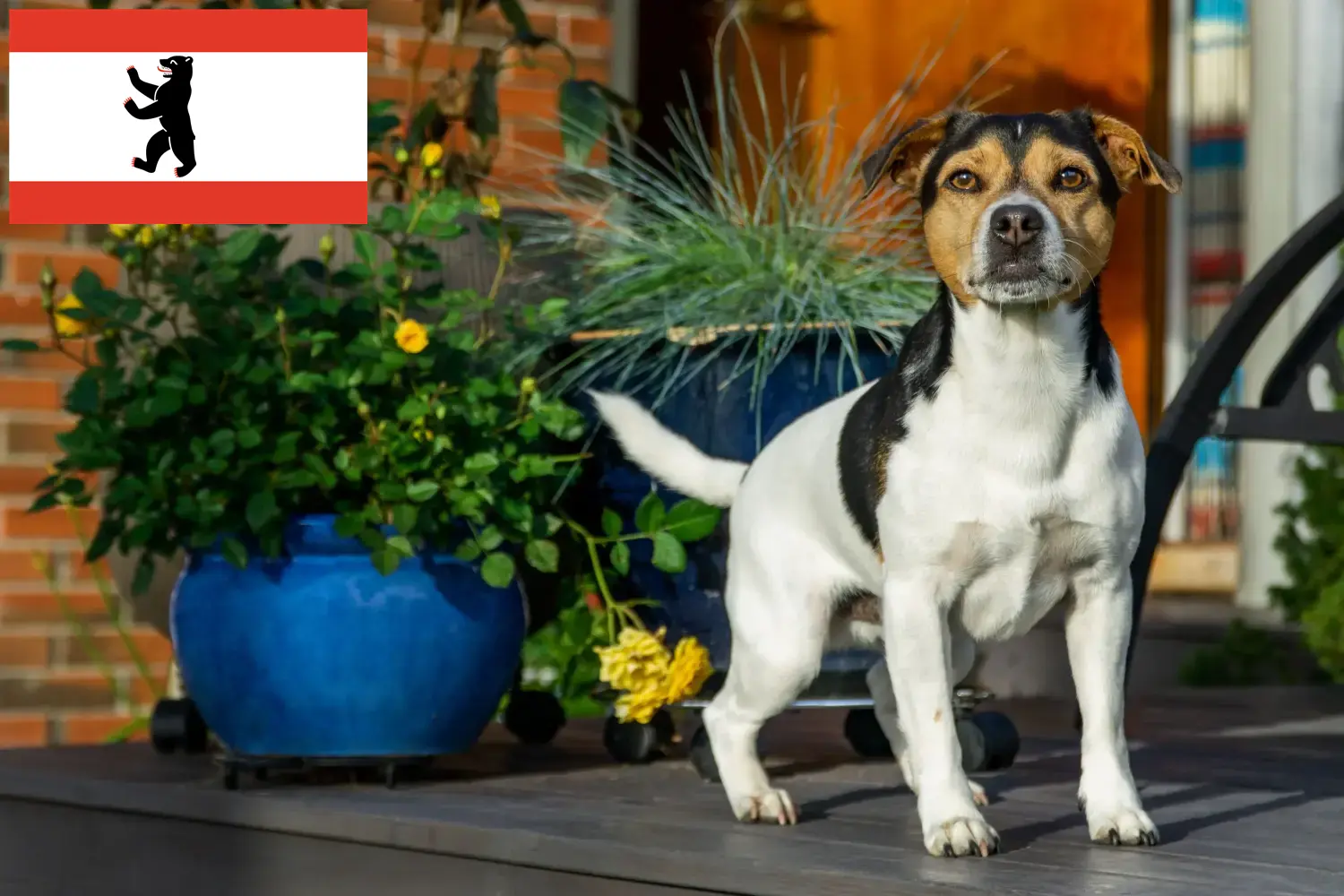 Danish-Swedish Farmdog chiots et éleveurs Berlin Ici tu peux trouver des éleveurs de Danish-Swedish Farmdogs à Berlin.