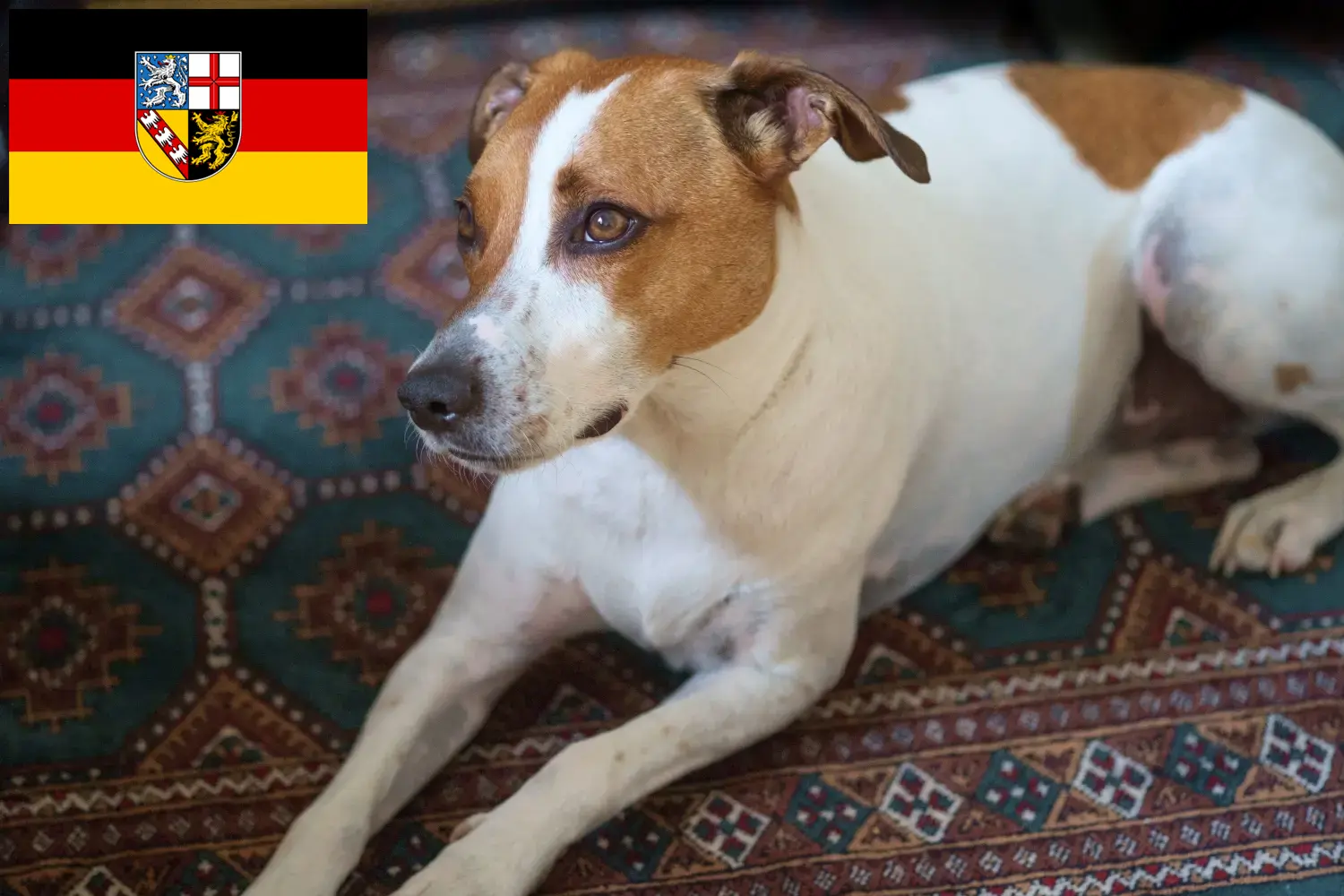 Danish-Swedish Farmdog chiots et éleveurs Saarland Ici, vous trouverez des éleveurs de Danish-Swedish Farmdogs en Sarre.