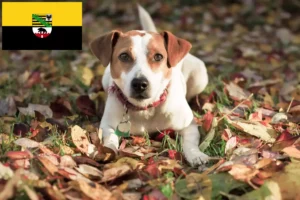 Lire la suite à propos de l’article Danish-Swedish Farmdog éleveurs et chiots en Saxe-Anhalt