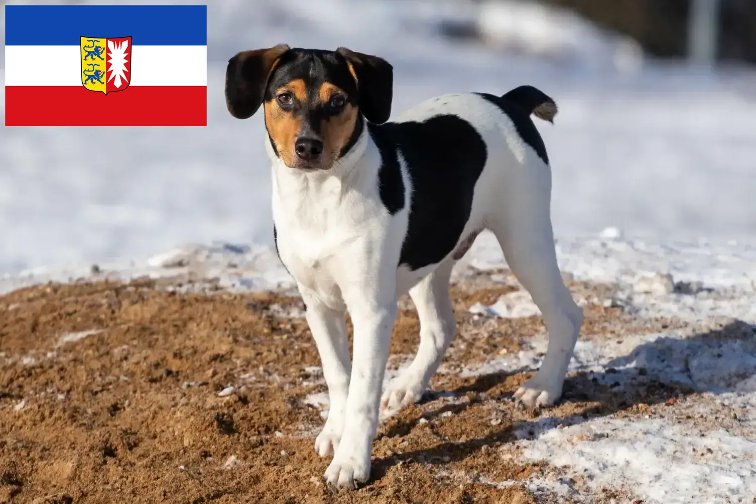Danish-Swedish Farmdog chiots et éleveurs Schleswig-Holstein Ici, tu peux trouver des éleveurs de Danish-Swedish Farmdogs dans le Schleswig-Holstein.