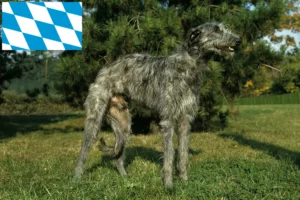 Lire la suite à propos de l’article Éleveurs de Deerhounds et chiots en Bavière