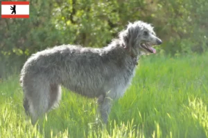 Lire la suite à propos de l’article Éleveurs de Deerhounds et chiots à Berlin