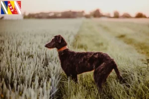 Lire la suite à propos de l’article Éleveurs de Deerhounds et chiots en Grand Est