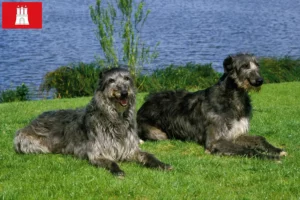 Lire la suite à propos de l’article Éleveurs de Deerhounds et chiots à Hambourg