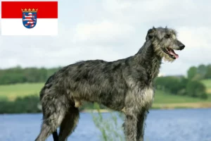 Lire la suite à propos de l’article Éleveurs de Deerhounds et chiots en Hesse