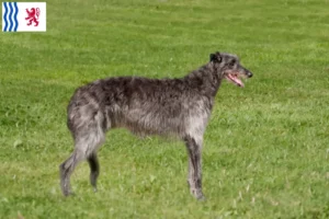 Lire la suite à propos de l’article Éleveurs de Deerhounds et chiots en Nouvelle-Aquitaine