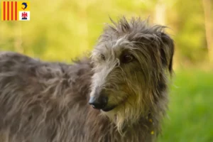 Lire la suite à propos de l’article Éleveurs de Deerhounds et chiots en Provence-Alpes-Côte d’Azur