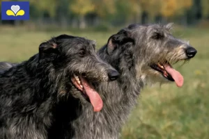 Lire la suite à propos de l’article Éleveurs de Deerhounds et chiots en Région de Bruxelles-Capitale