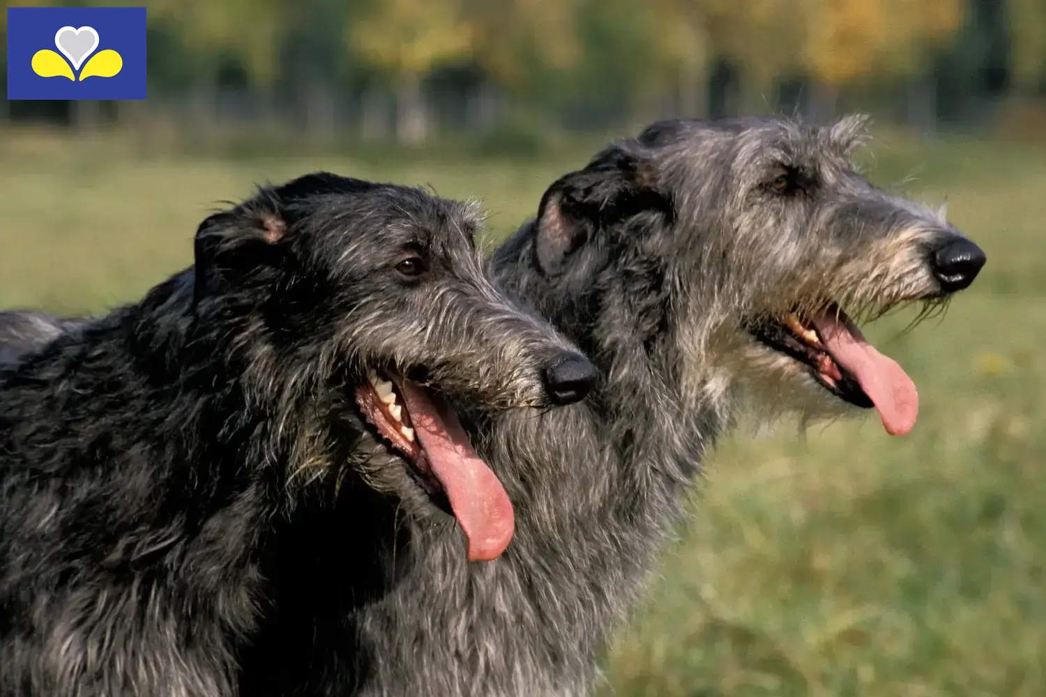 Deerhound chiots et éleveurs Région de Bruxelles-Capitale Ici vous trouverez des éleveurs de Deerhounds en Région de Bruxelles-Capitale.