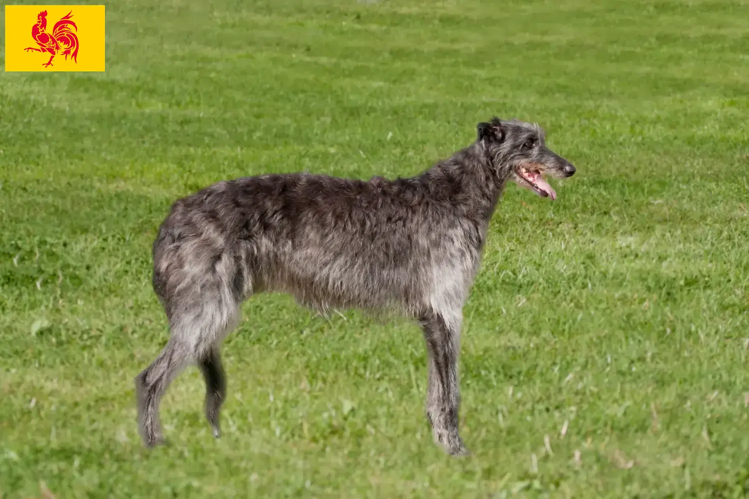 Deerhound chiots et éleveurs Région wallonne Ici vous trouverez des éleveurs de Deerhounds en Région Wallonne.
