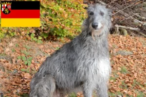 Lire la suite à propos de l’article Éleveurs de Deerhounds et chiots en Rhénanie-Palatinat
