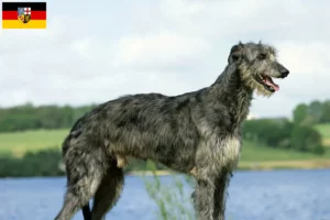 Lire la suite à propos de l’article Éleveurs de Deerhounds et chiots en Sarre