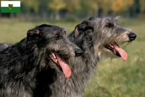 Lire la suite à propos de l’article Deerhound éleveurs et chiots en Saxe