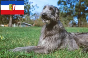 Lire la suite à propos de l’article Éleveurs de Deerhounds et chiots dans le Schleswig-Holstein