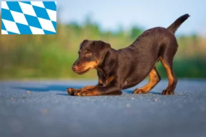 Lire la suite à propos de l’article Eleveurs de Terriers de chasse allemands et chiots en Bavière