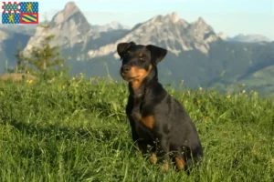Lire la suite à propos de l’article Eleveurs de Terriers de chasse allemands et chiots en Bourgogne-Franche-Comté