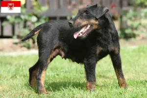 Lire la suite à propos de l’article Eleveurs de terriers de chasse allemands et chiots dans le Brandebourg