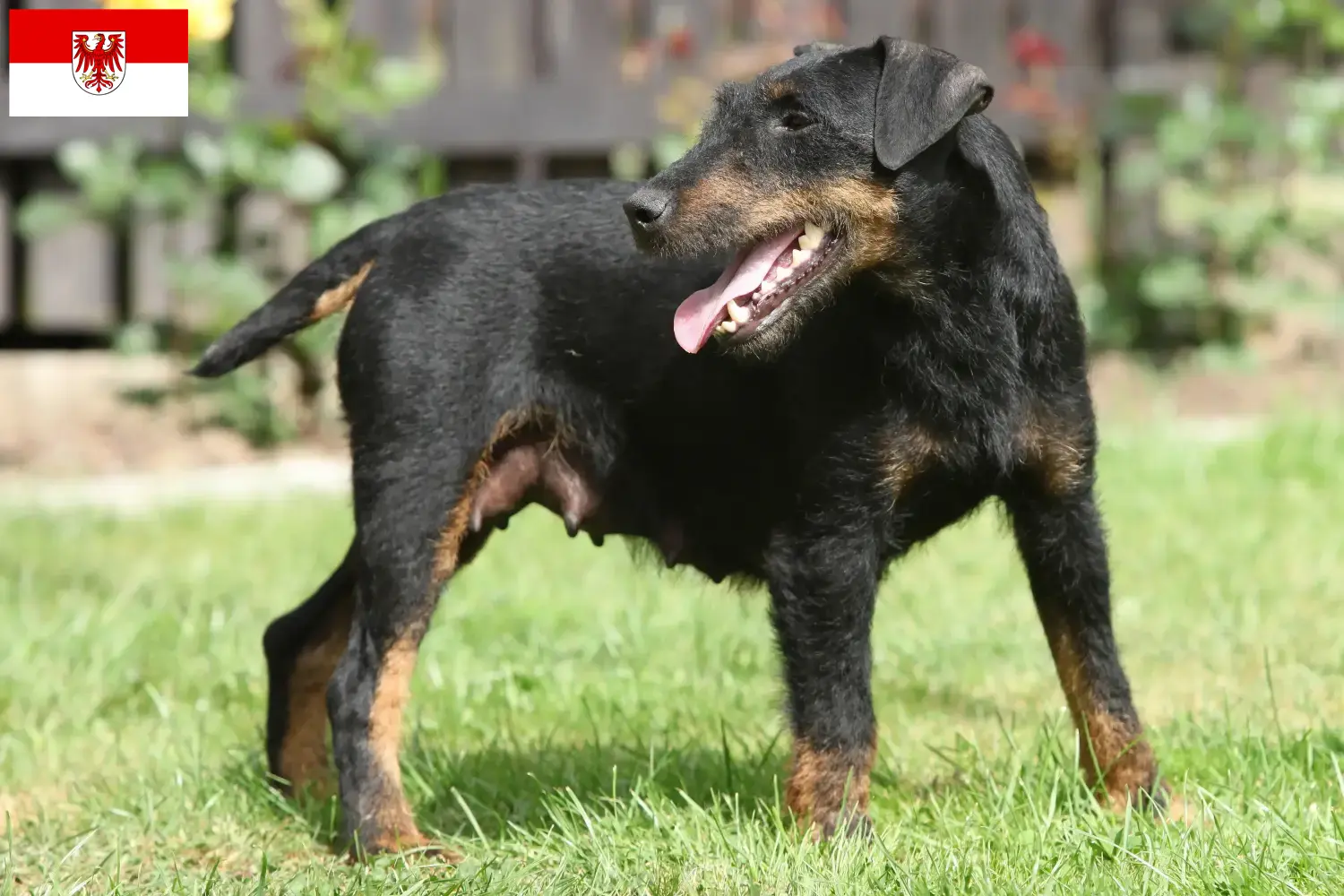 Terrier de chasse allemand chiots et éleveurs Brandenburg Ici, tu trouveras des éleveurs de terriers de chasse allemands dans le Brandebourg.