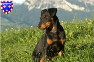 Lire la suite à propos de l’article Eleveurs de Terriers de chasse allemands et chiots en Centre-Val de Loire