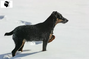 Lire la suite à propos de l’article Éleveurs de terriers de chasse allemands et chiots en Corse